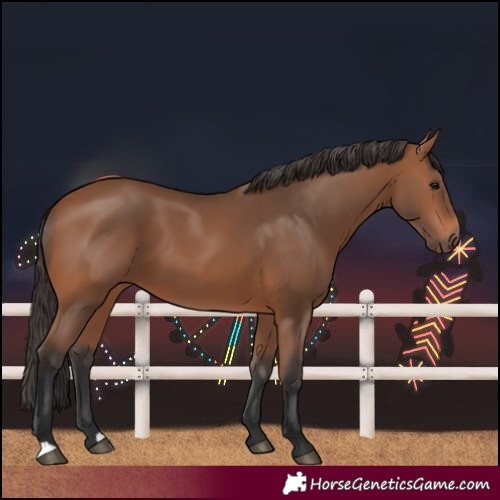 Horse Color:Bay 