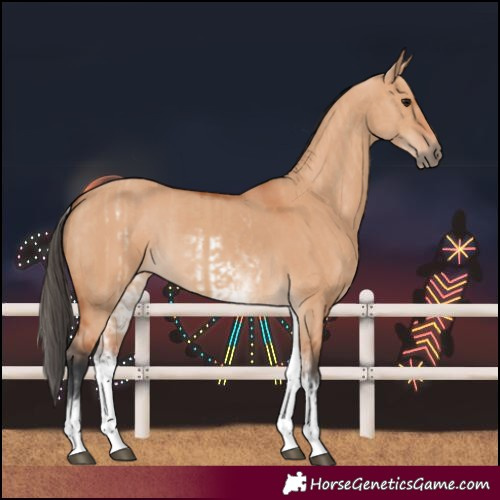 Horse Color:White Spotted Bay Dun Rabicano  and White Spotted Bay Dun Rabicano 