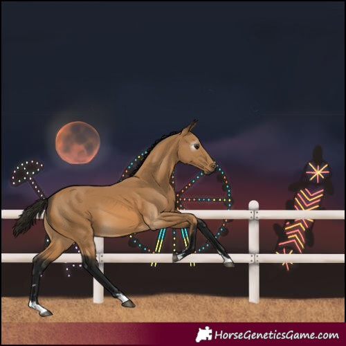 Horse Color:Gray Buckskin