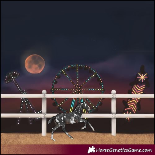Horse Color:Gray White Spotted Brown Sabino 