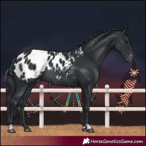 Horse Color:Black Blanket Rabicano 