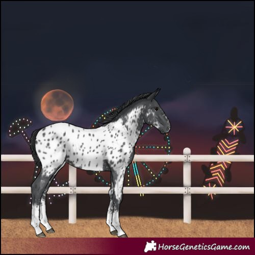Horse Color:Black Sabino Near Leopard