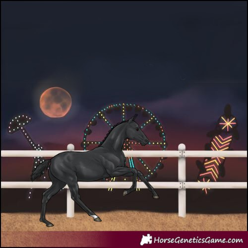 Horse Color:Black 
