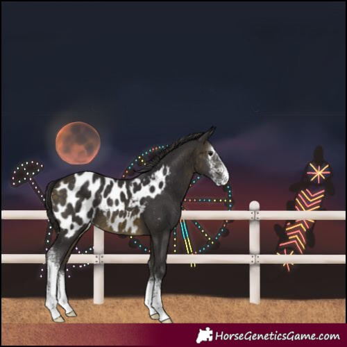 Horse Color:Buckskin Sabino Blanket