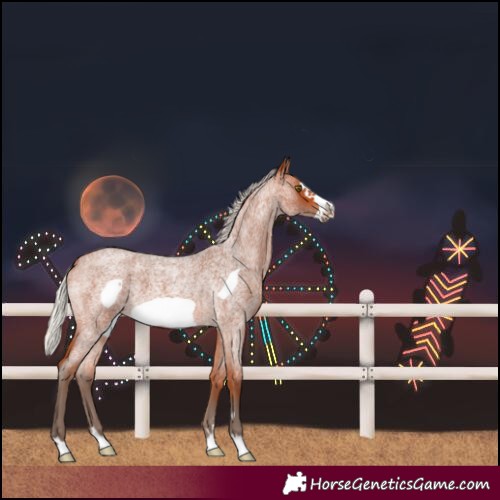 Horse Color:Silver Bay Roan Frame