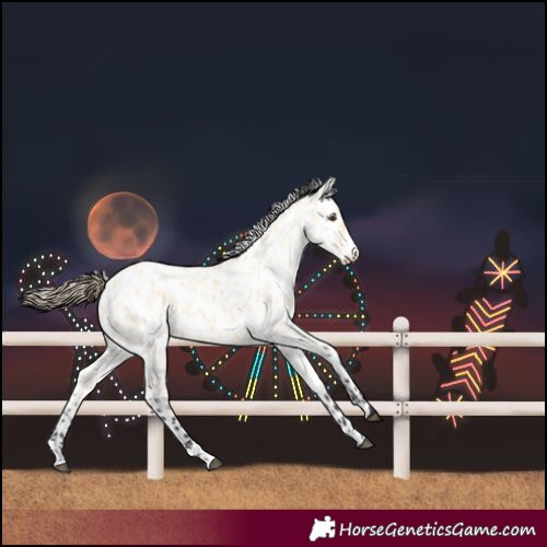 Horse Color:Buckskin Dun Near Leopard