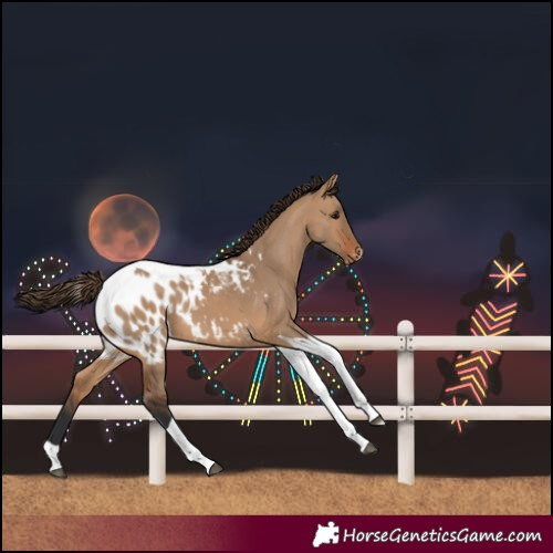 Horse Color:Bay Dun Tobiano Blanket