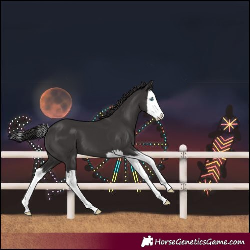 Horse Color:Smoky Black Splash