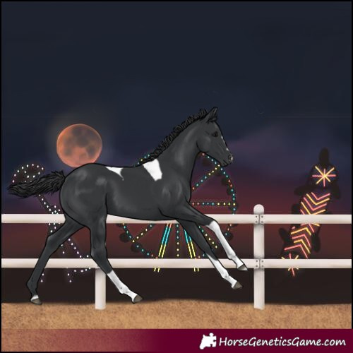 Horse Color:Black Tobiano 