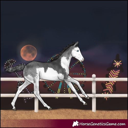 Horse Color:Black Splash 