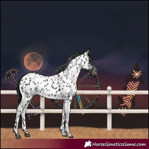Horse Color:Black Near Leopard