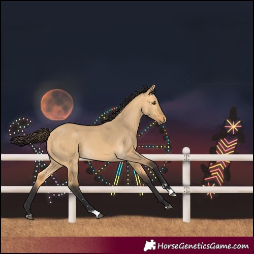 Horse Color:Buckskin Dun 