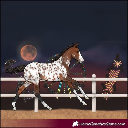 Horse Color:Bay Near Leopard