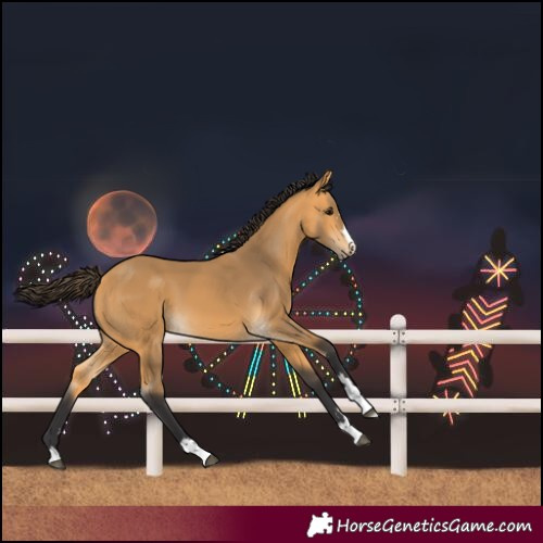 Horse Color:Buckskin 