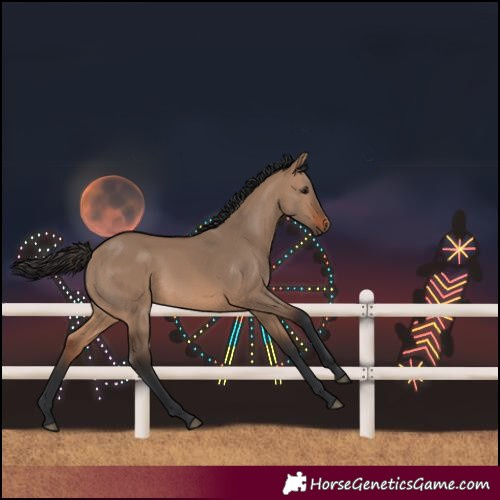 Horse Color:Brown Dun 