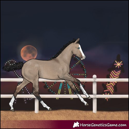 Horse Color:Brown Dun Splash 