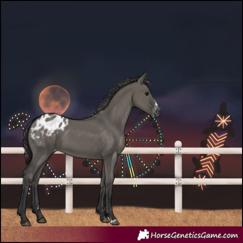 Horse Color:Grullo Blanket