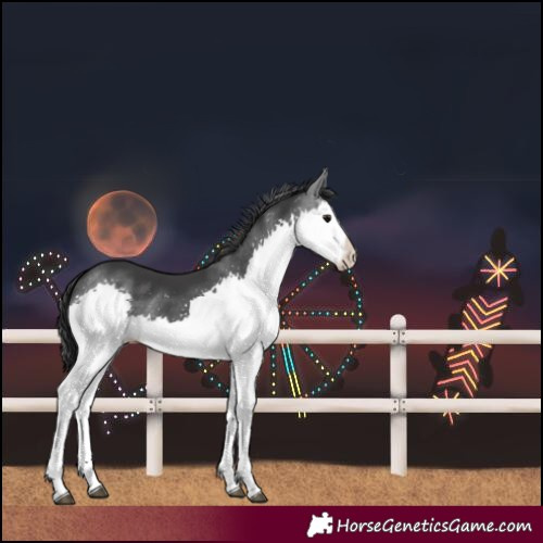 Horse Color:Black Splash 