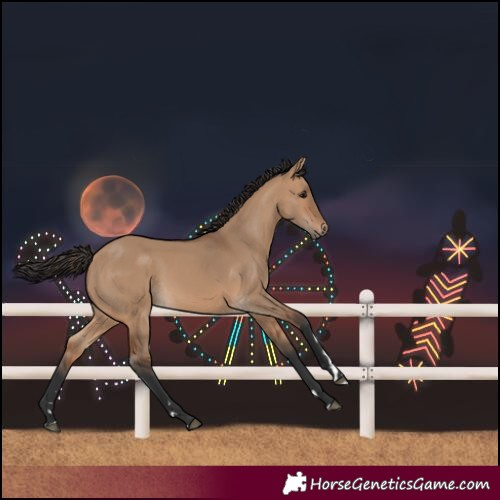 Horse Color:Bay Dun