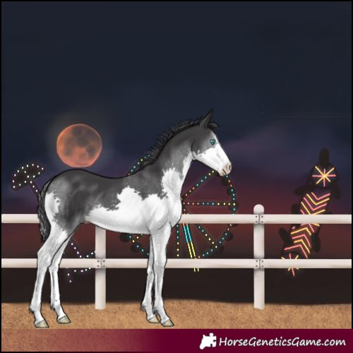 Horse Color:Black Splash