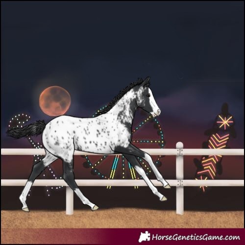 Horse Color:Black Splash Near Leopard 