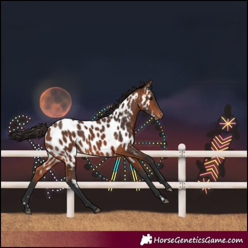 Horse Color:Bay Near Leopard