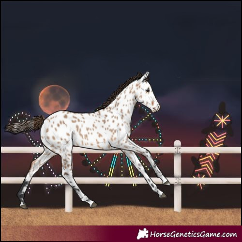 Horse Color:Bay Dun Near Leopard 
