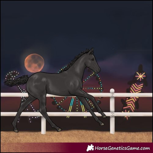 Horse Color:Unknown 