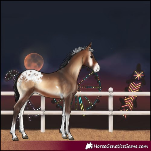 Horse Color:Brown Onyx Tobiano Blanket 
