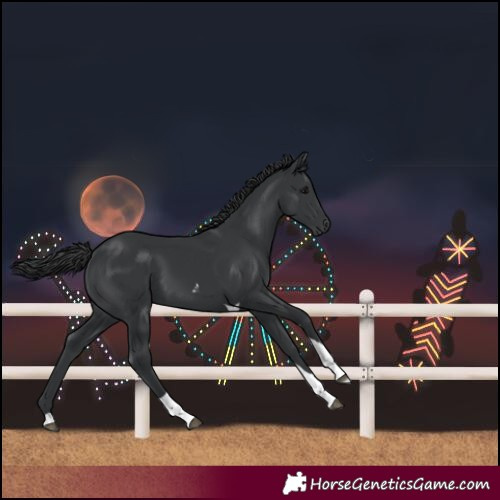 Horse Color:Black Tobiano