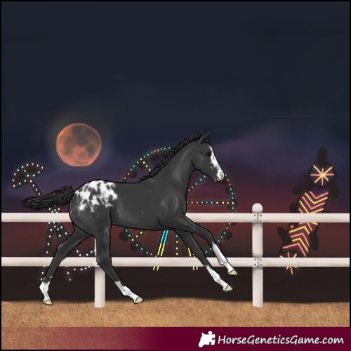 Horse Color:Unknown 