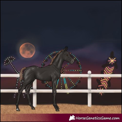 Horse Color:Liver Chestnut Blanket Rabicano