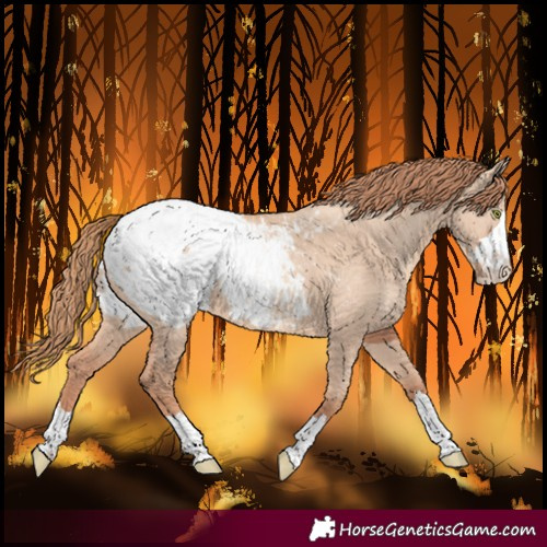 Horse Color:Unknown 