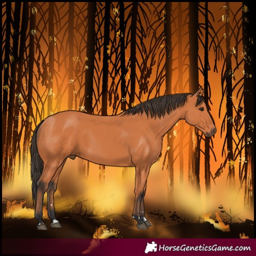 Horse Color:Bay 