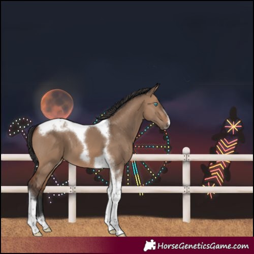 Horse Color:Brown Dun Tobiano Frame 