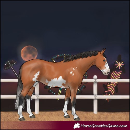 Horse Color:Bay Splash Frame 