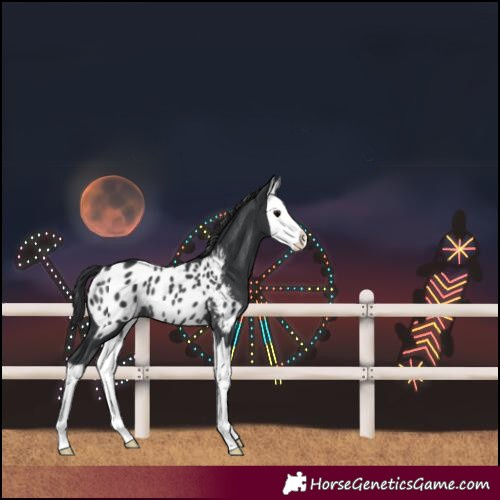 Horse Color:Black Splash Near Leopard Rabicano 