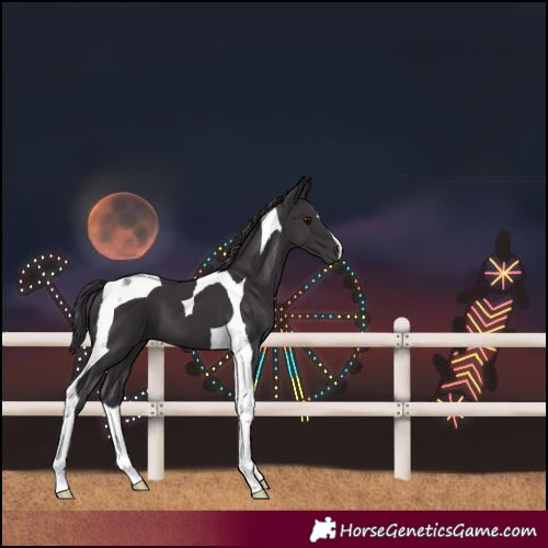 Horse Color:Smoky Black Tobiano