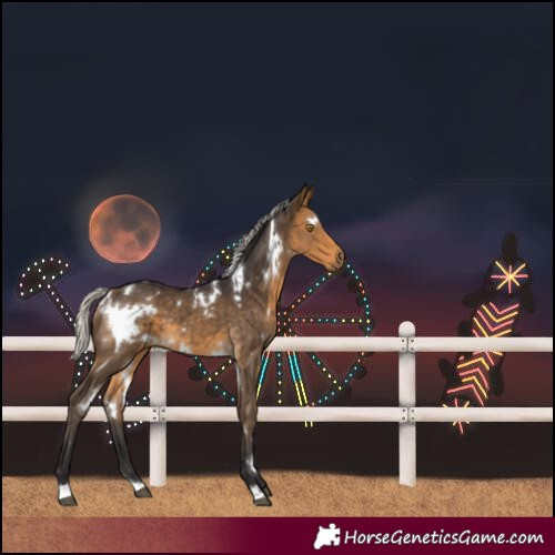 Horse Color:White Spotted Silver Buckskin 