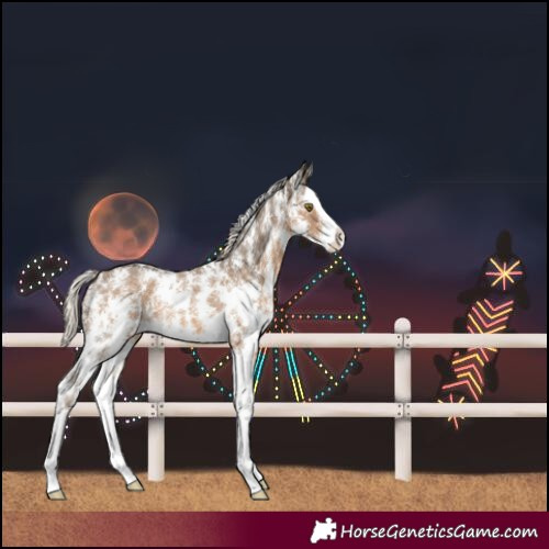 Horse Color:Chocolate Palomino Sabino Splash 