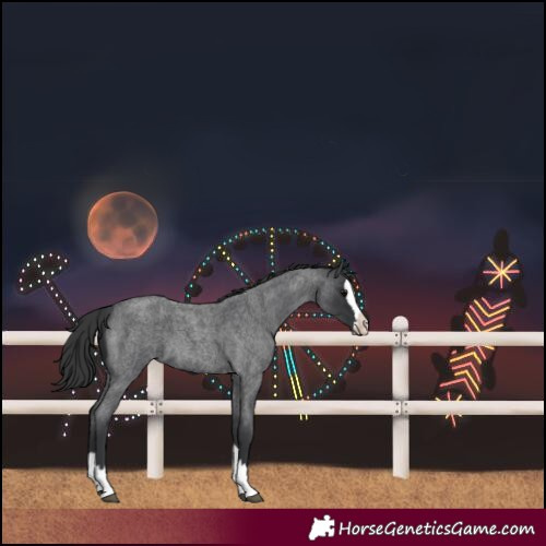 Horse Color:Blue Roan Splash