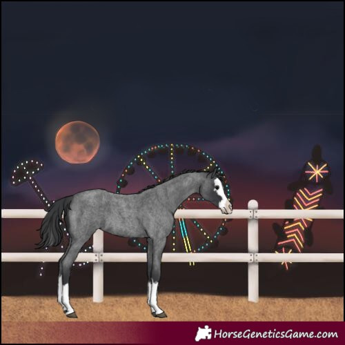 Horse Color:Blue Roan Splash 