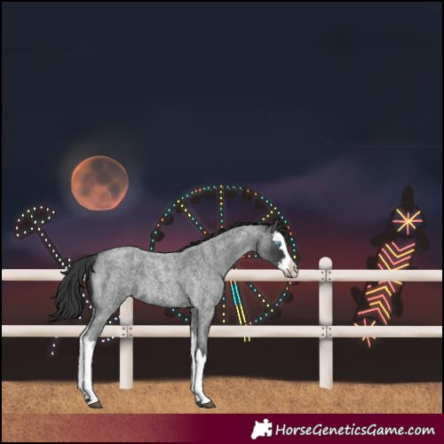 Horse Color:Blue Roan Splash