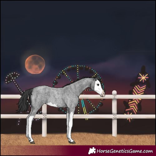 Horse Color:Blue Roan Splash 