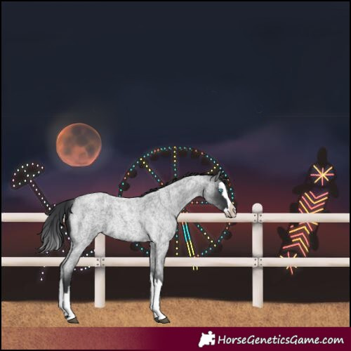 Horse Color:Blue Roan Splash