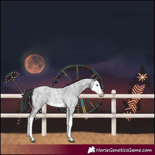 Horse Color:Blue Roan Splash 