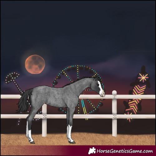 Horse Color:Blue Roan Splash 