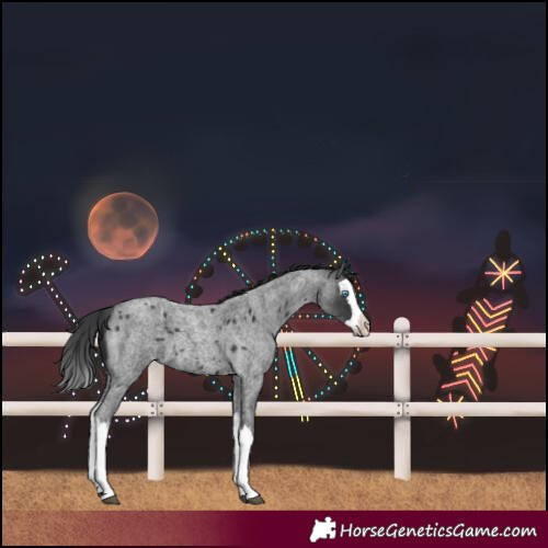 Horse Color:Blue Roan Splash