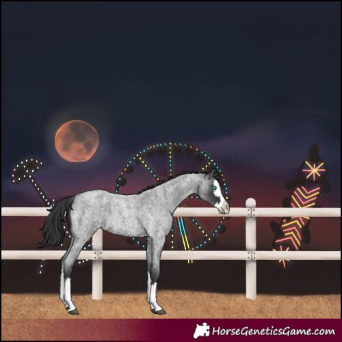 Horse Color:Blue Roan Splash 