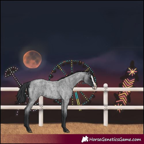 Horse Color:Blue Roan Splash